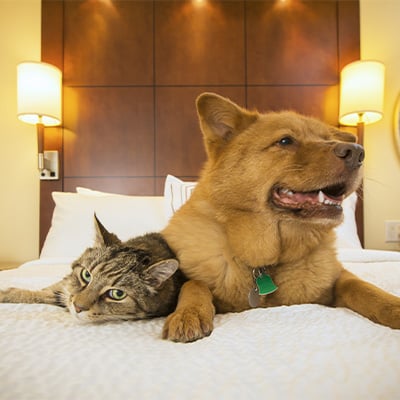 Dog Friendly hotels 6x6